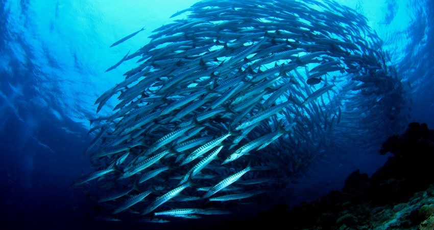 School of barracuda circling in blue water at Sipadan Island