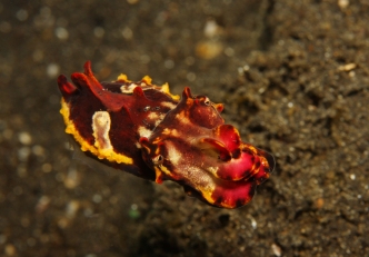 Flamboyant cuttlefish on dark sand