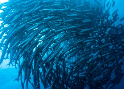 Dense school of barracuda at Sipadan Island